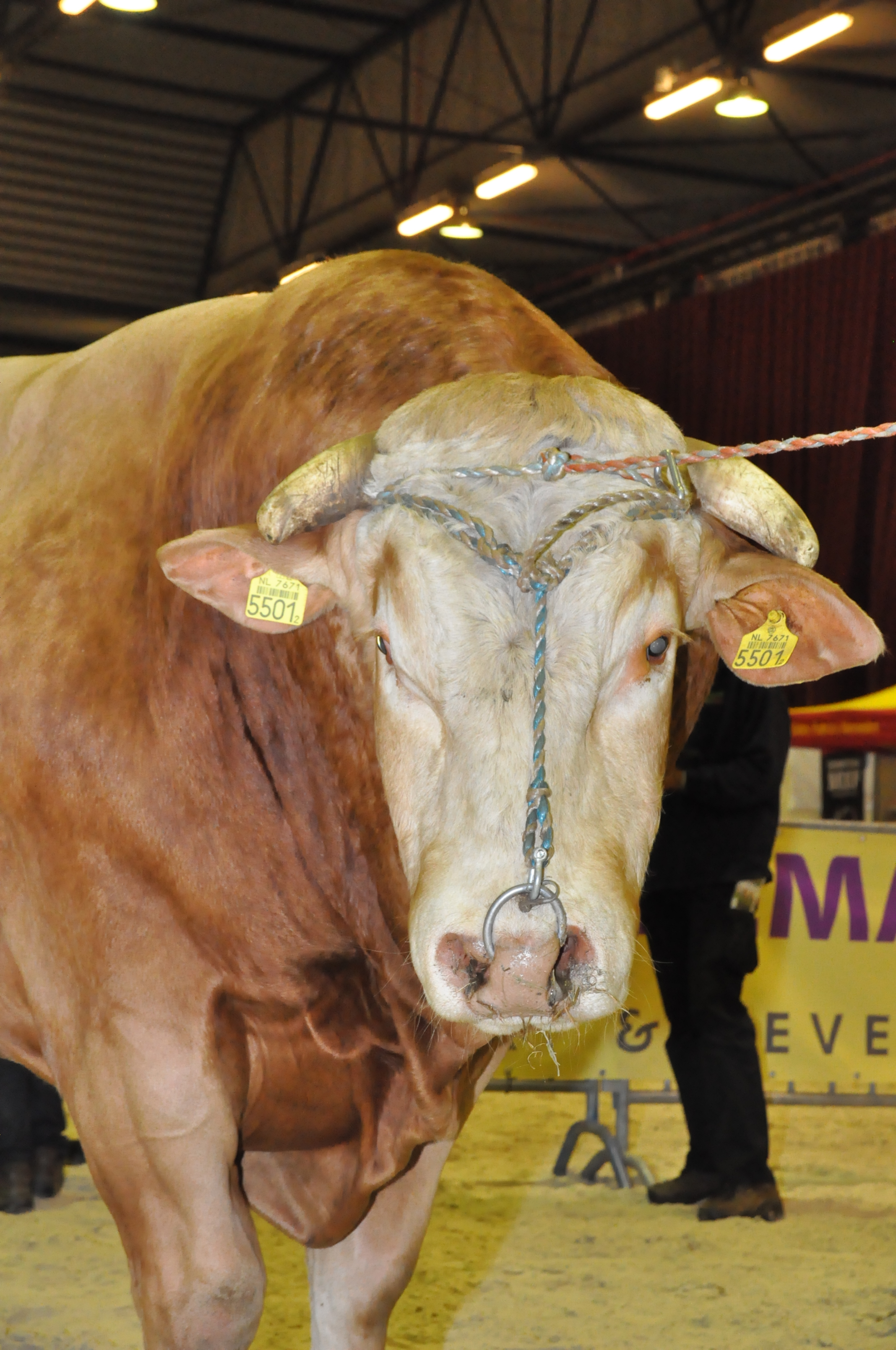 Nieuwe IBOVAL indexen 