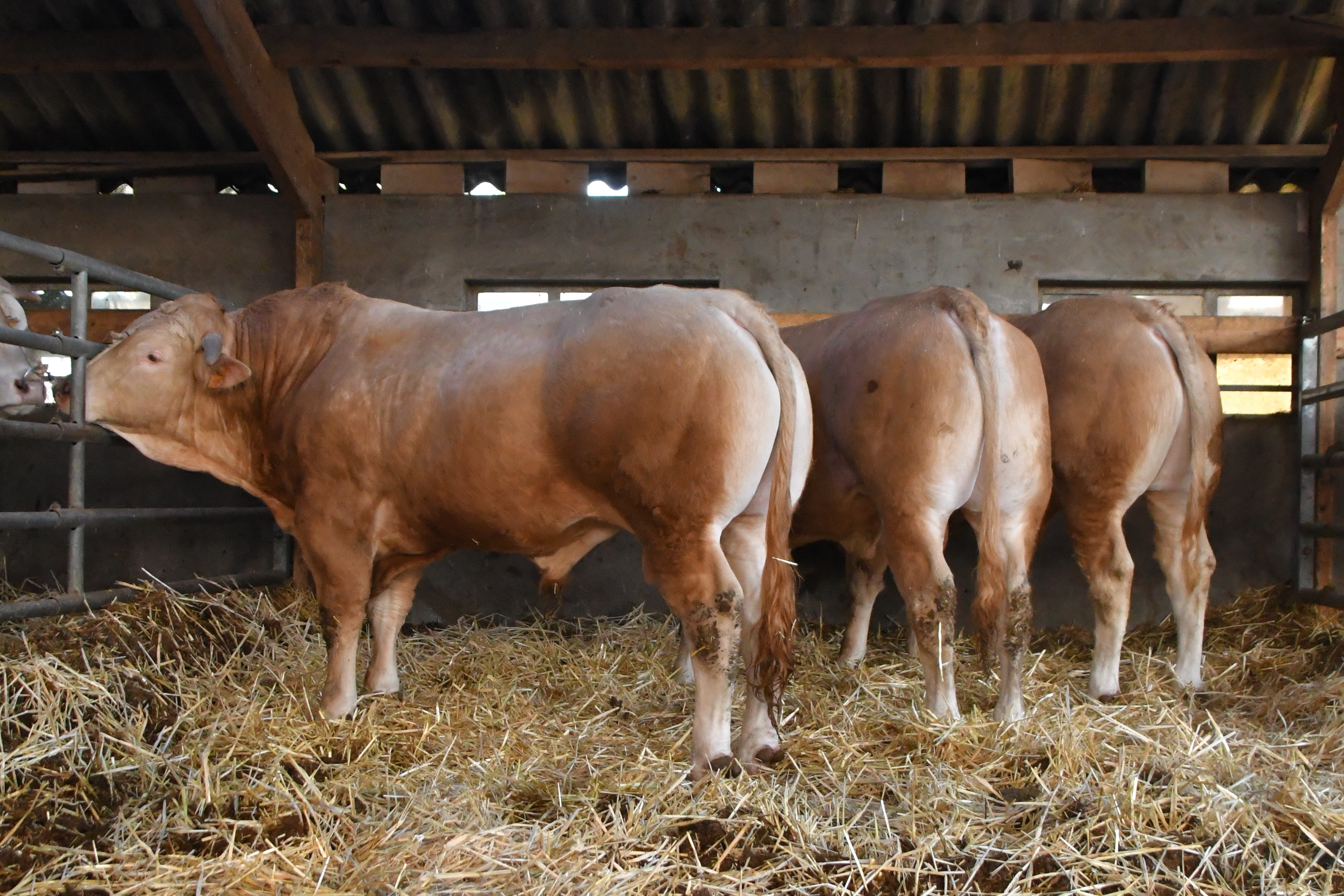 Beoordelen van de stieren op het COT