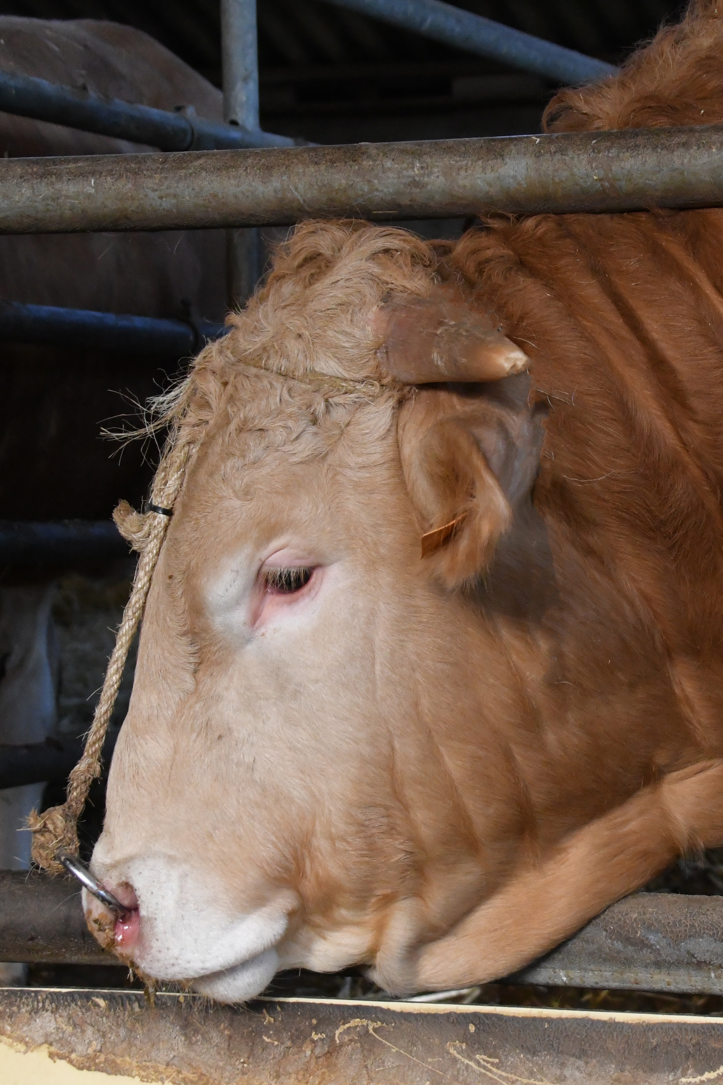 Zeer goede collectie BAC-stieren voor COT veiling