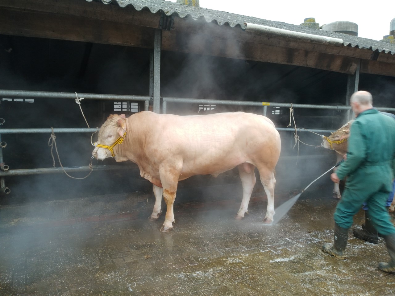 Belangrijke dag voor de BAC-stieren