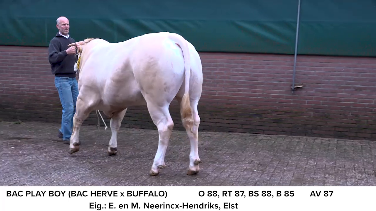 Video BAC-stieren veiling 27 maart COT