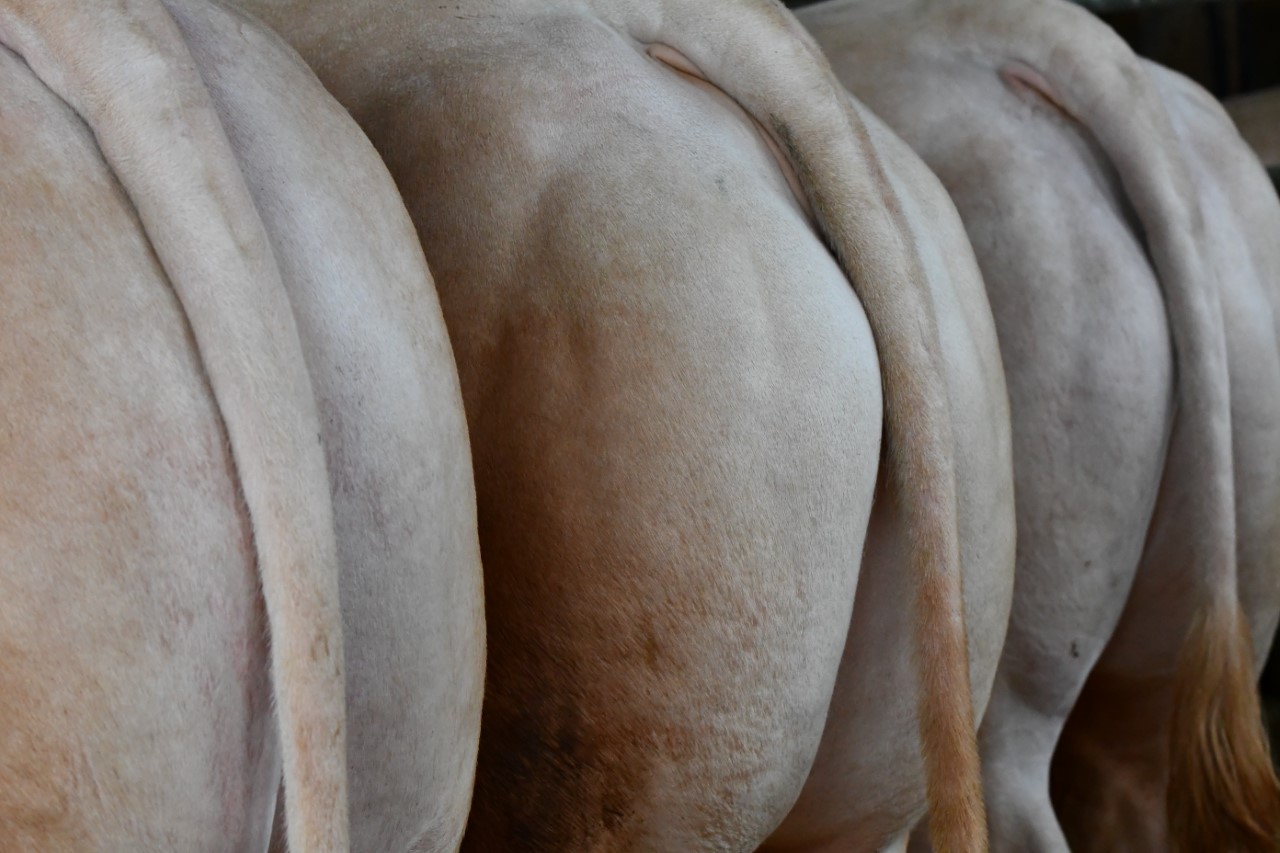 Uitgebreide cijfers veilingstieren online