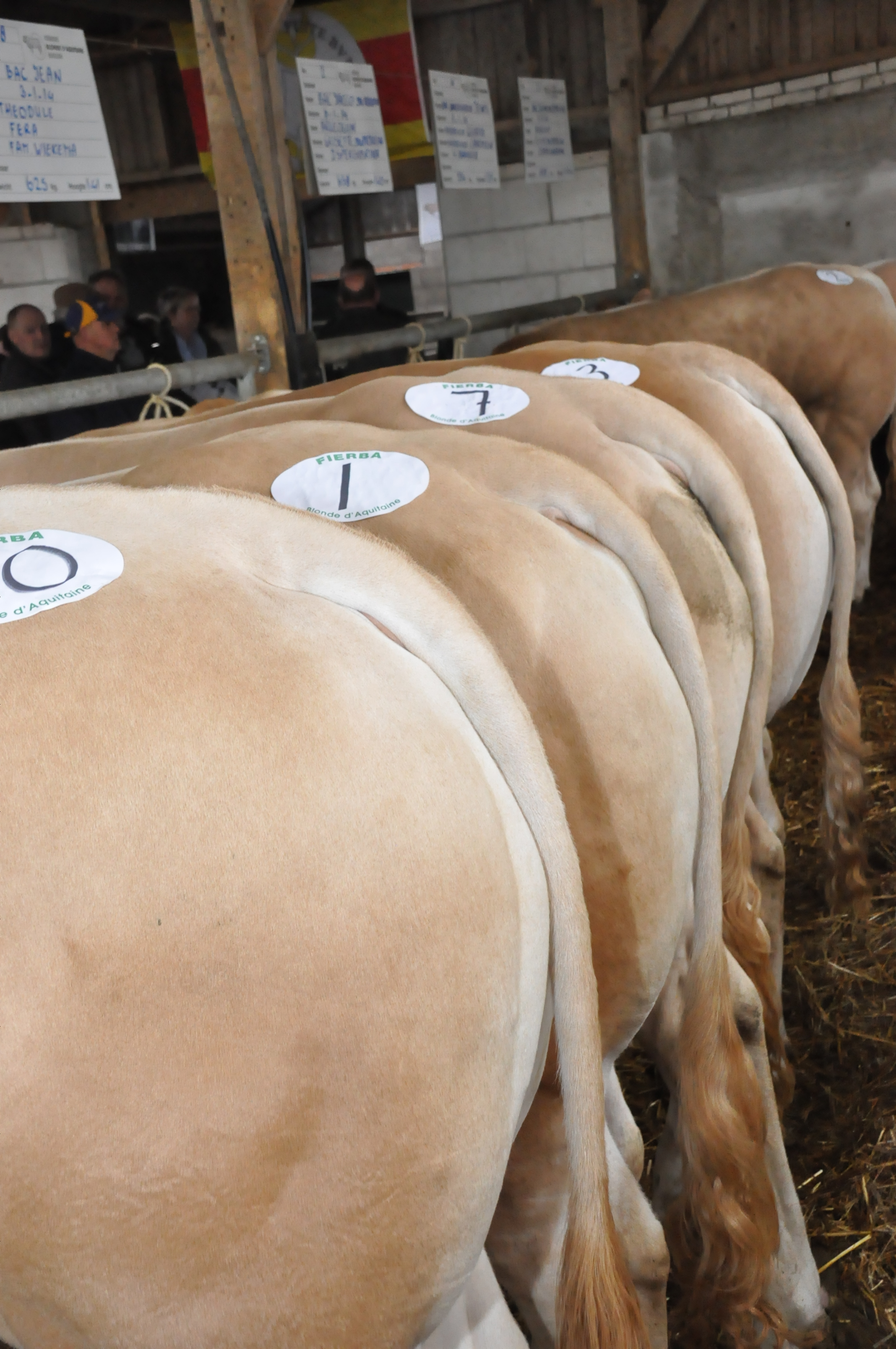 Kijkdag BAC-stieren op het COT 20 maart