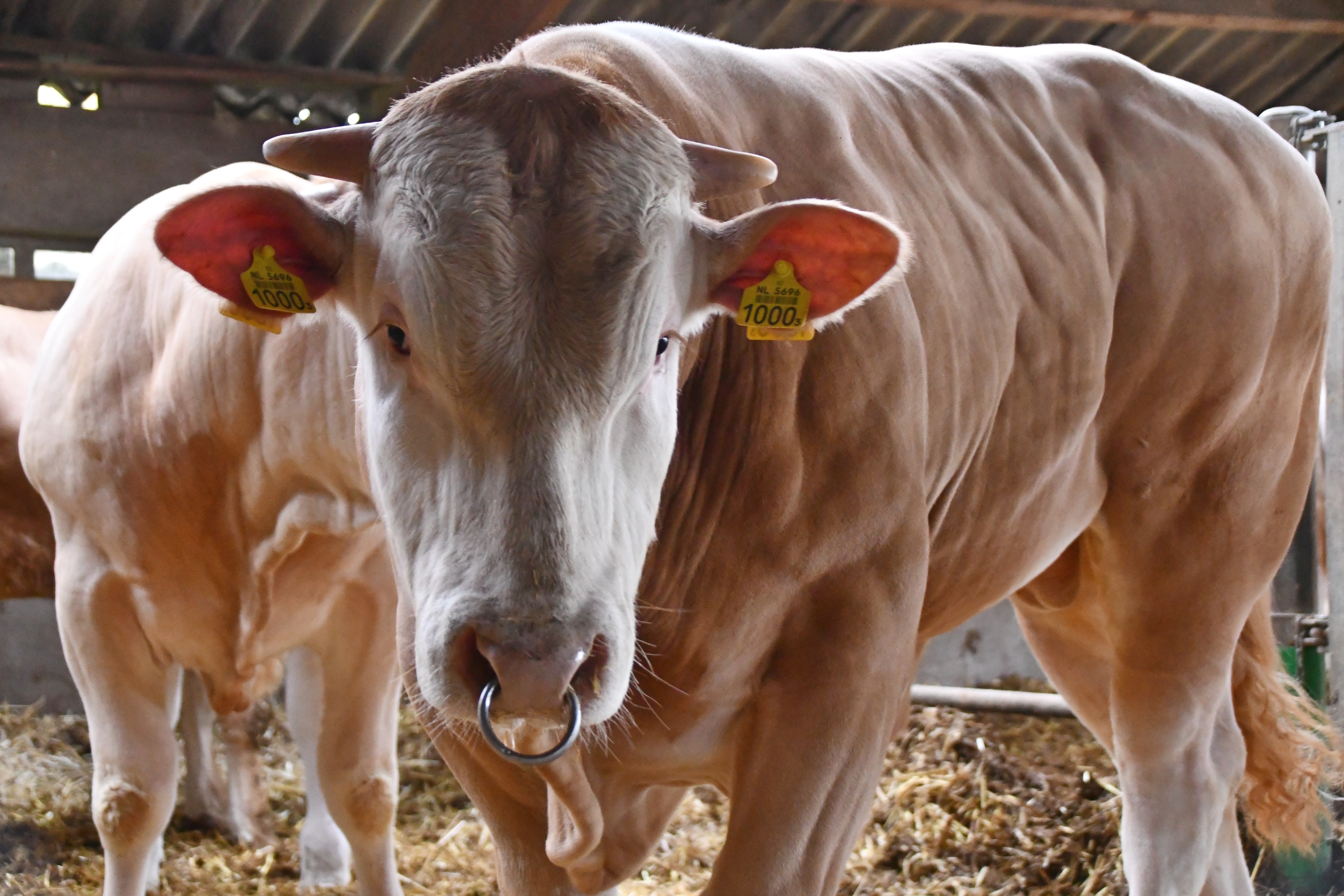 D-day vandaag voor de veiling