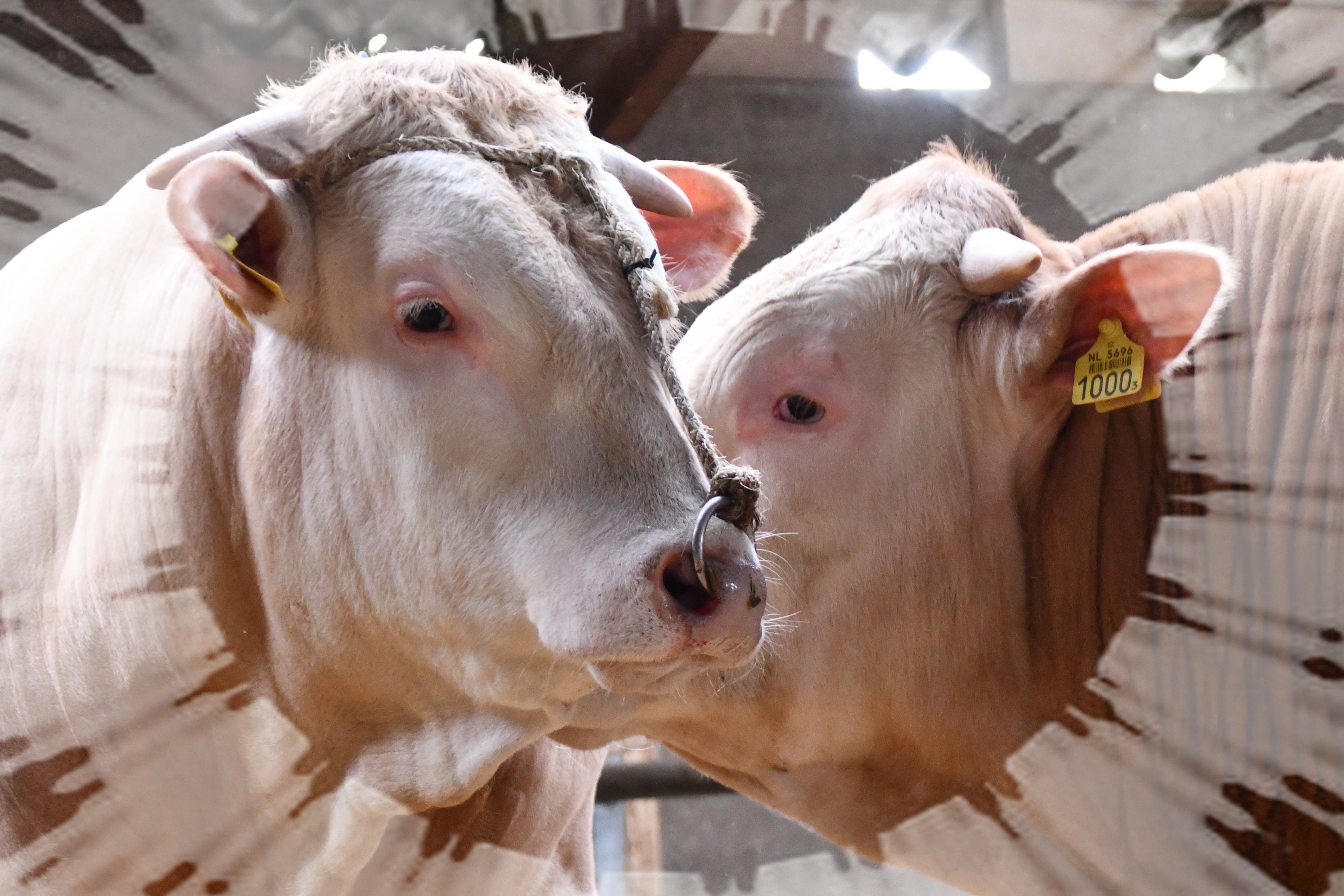 Aftellen weer begonnen