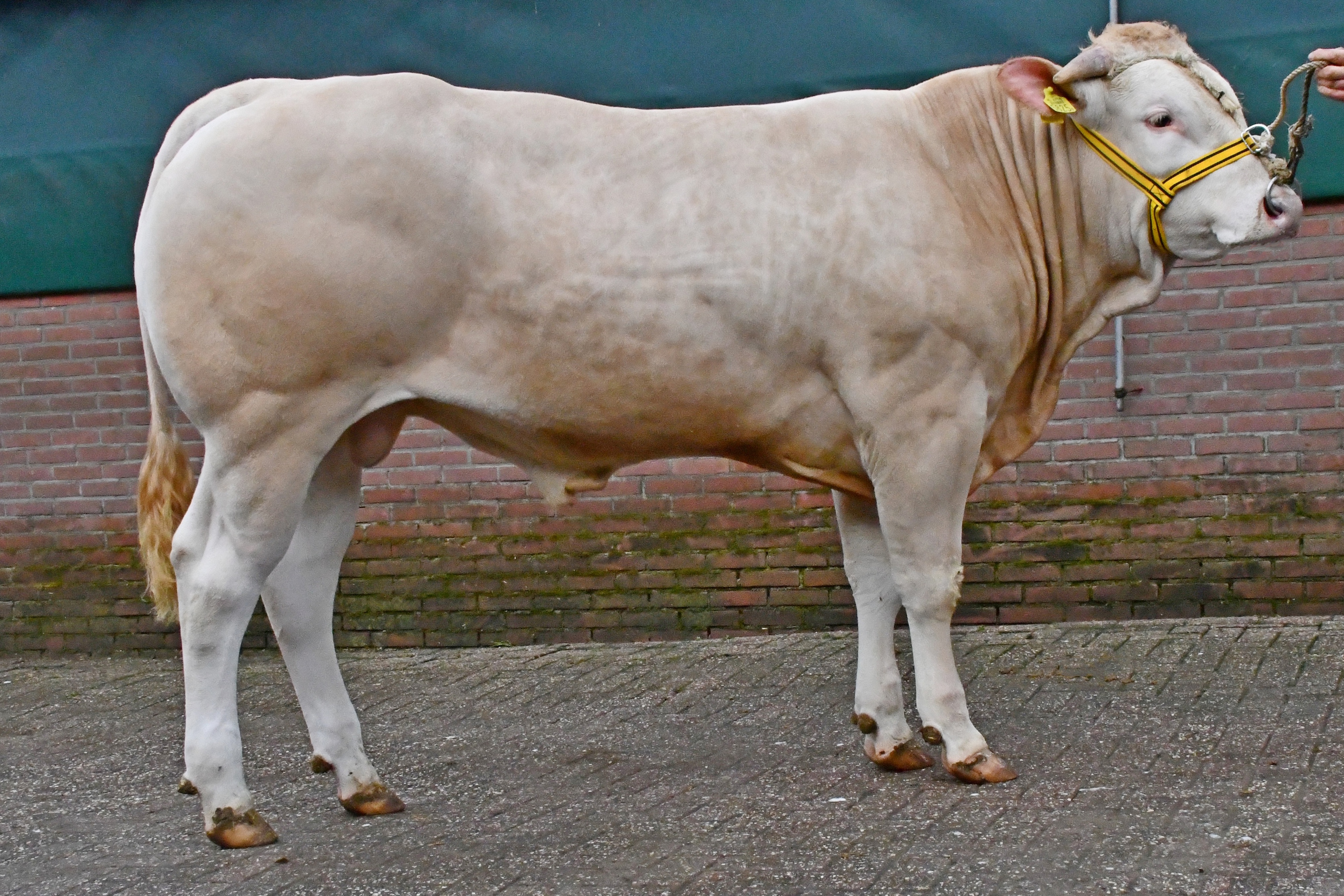 Zaterdag 3 april 15.00 uur ONLINE VEILING COT