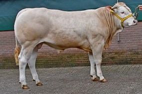 BAC Pedro