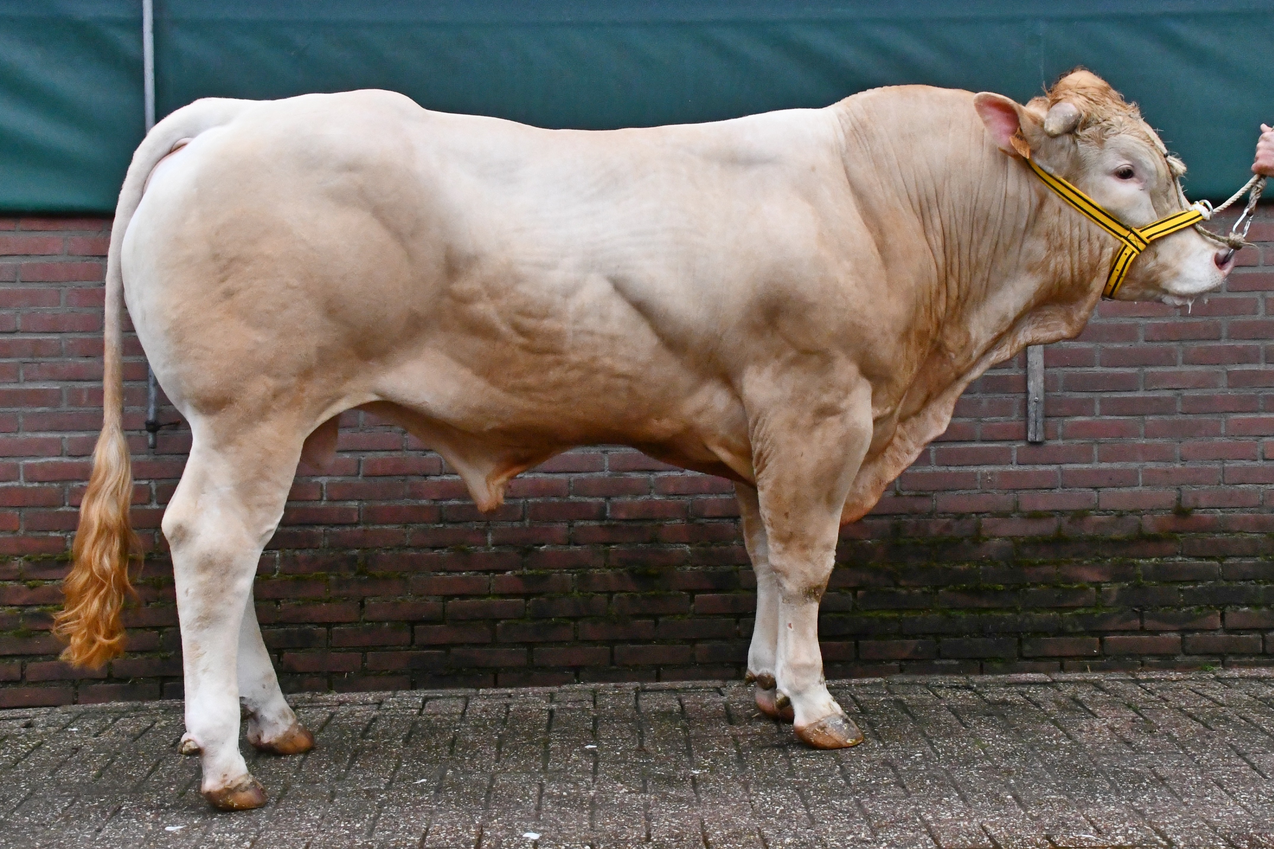 BAC Pantani opent met hoogste bod op de COT veiling