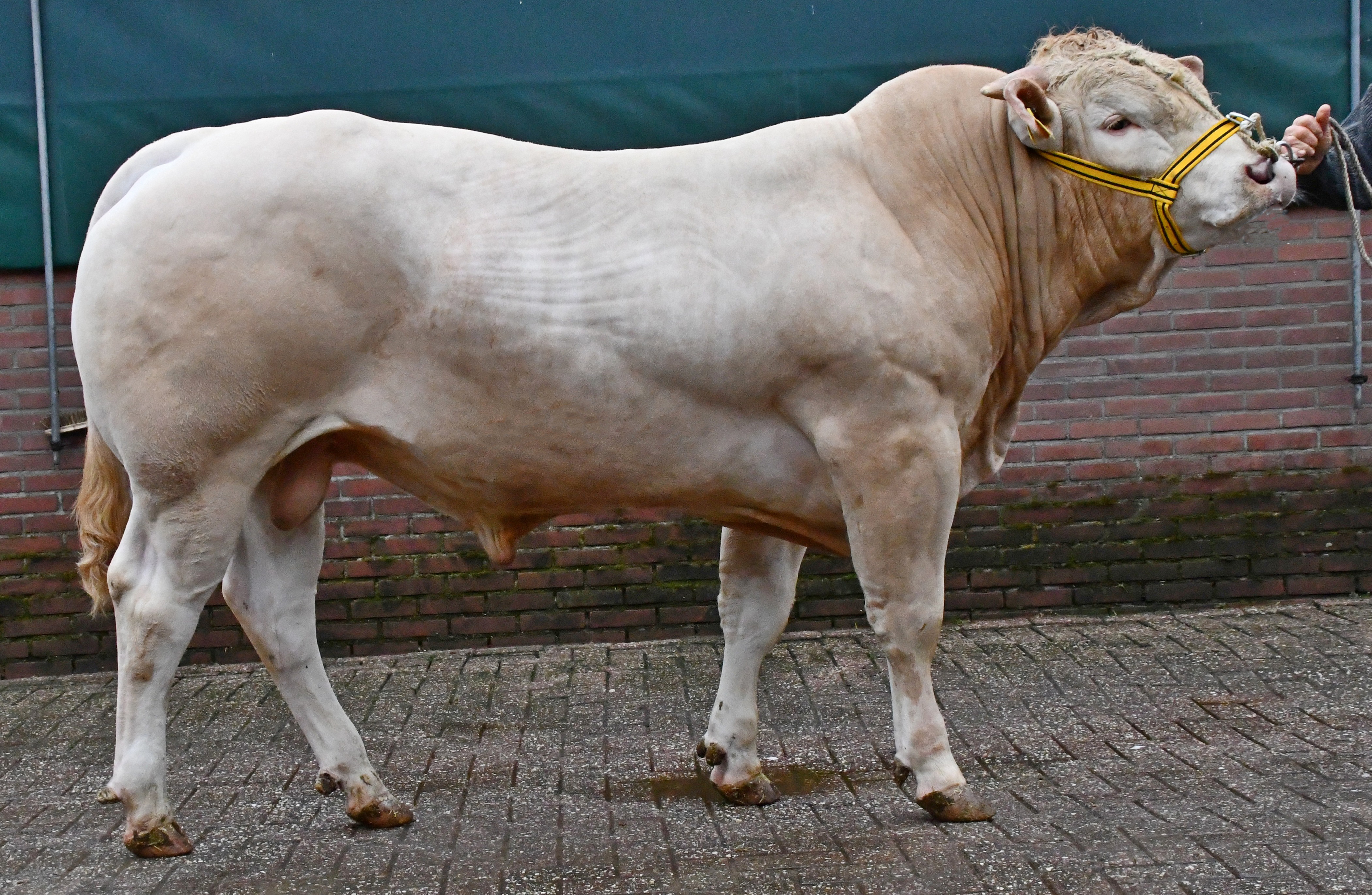 Buitenlandse bieders op de BAC-stieren