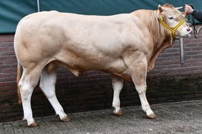 BAC Pegasus Malo