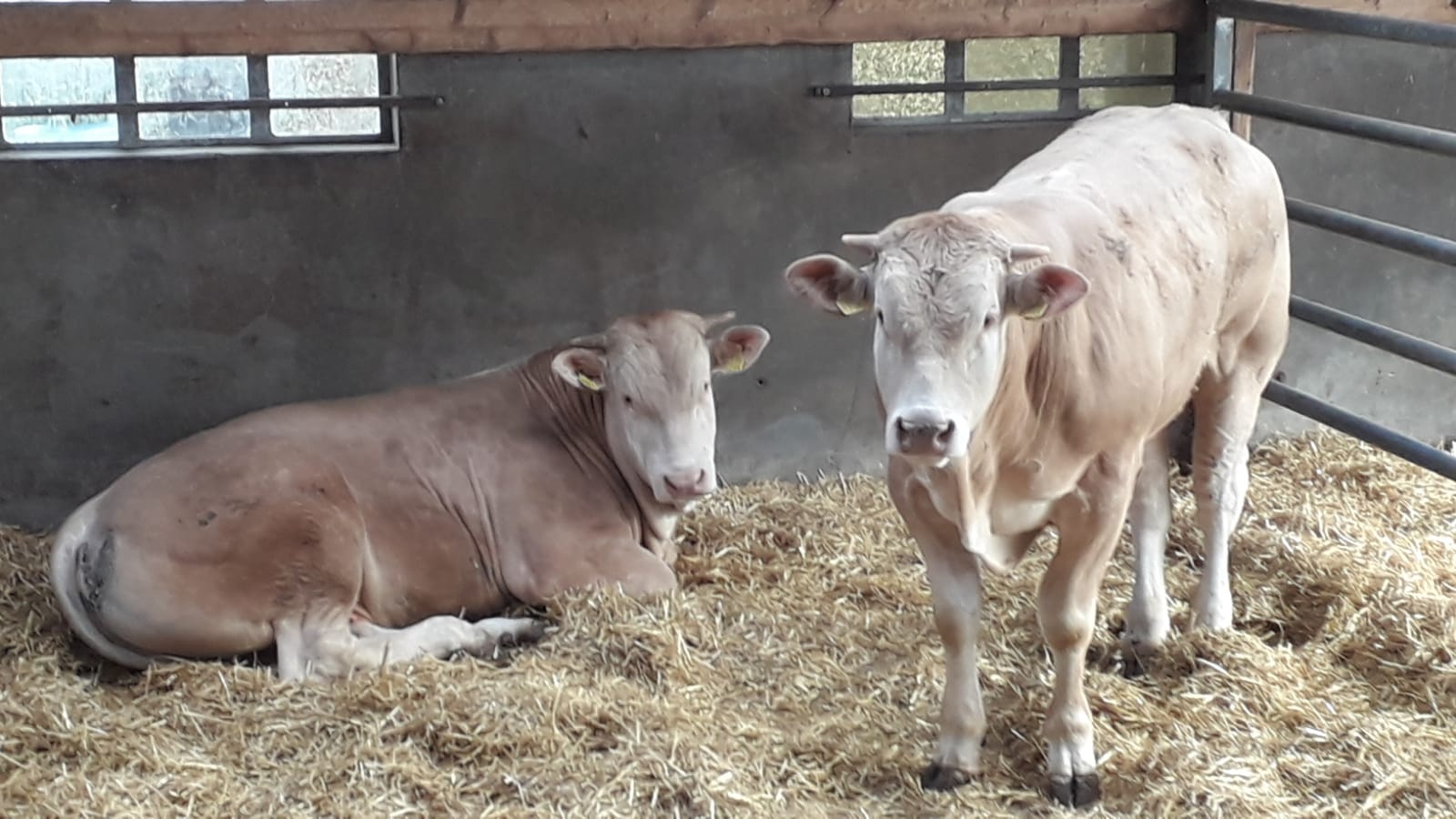 Selectie najaarsveiling BAC-stieren in opfok