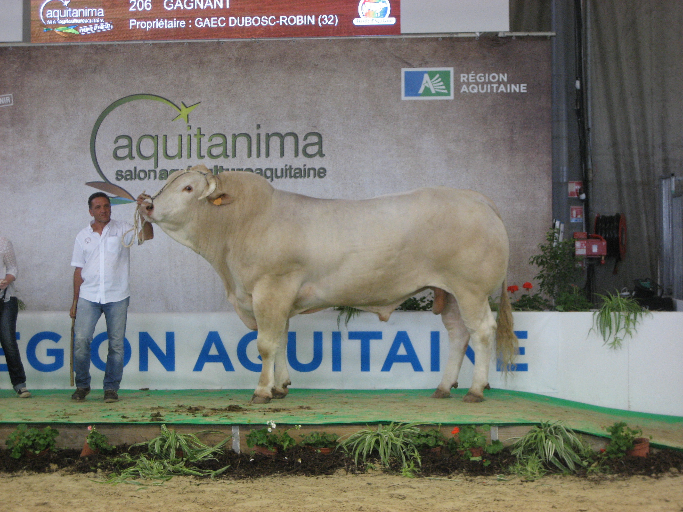 Blonde d’Aquitaine keuring op de Aquitanima in Bordeaux