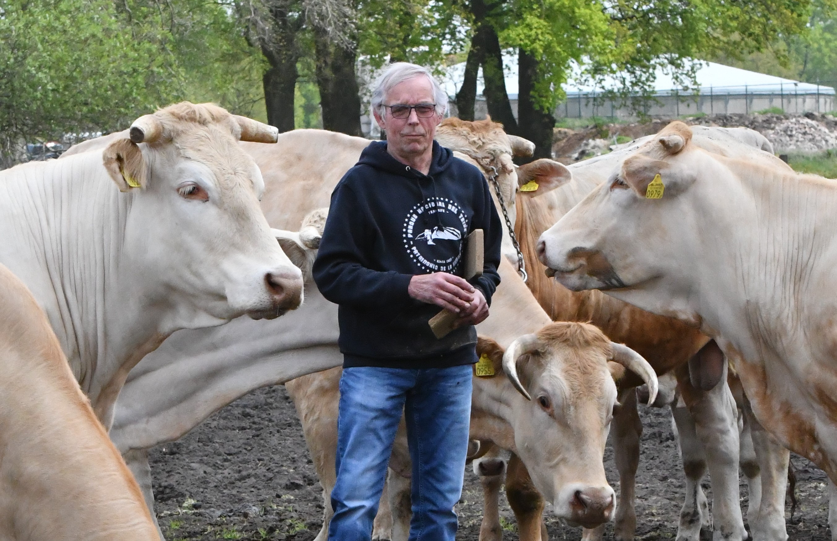 De fokkerijvisie bij Bakersfield Blondes