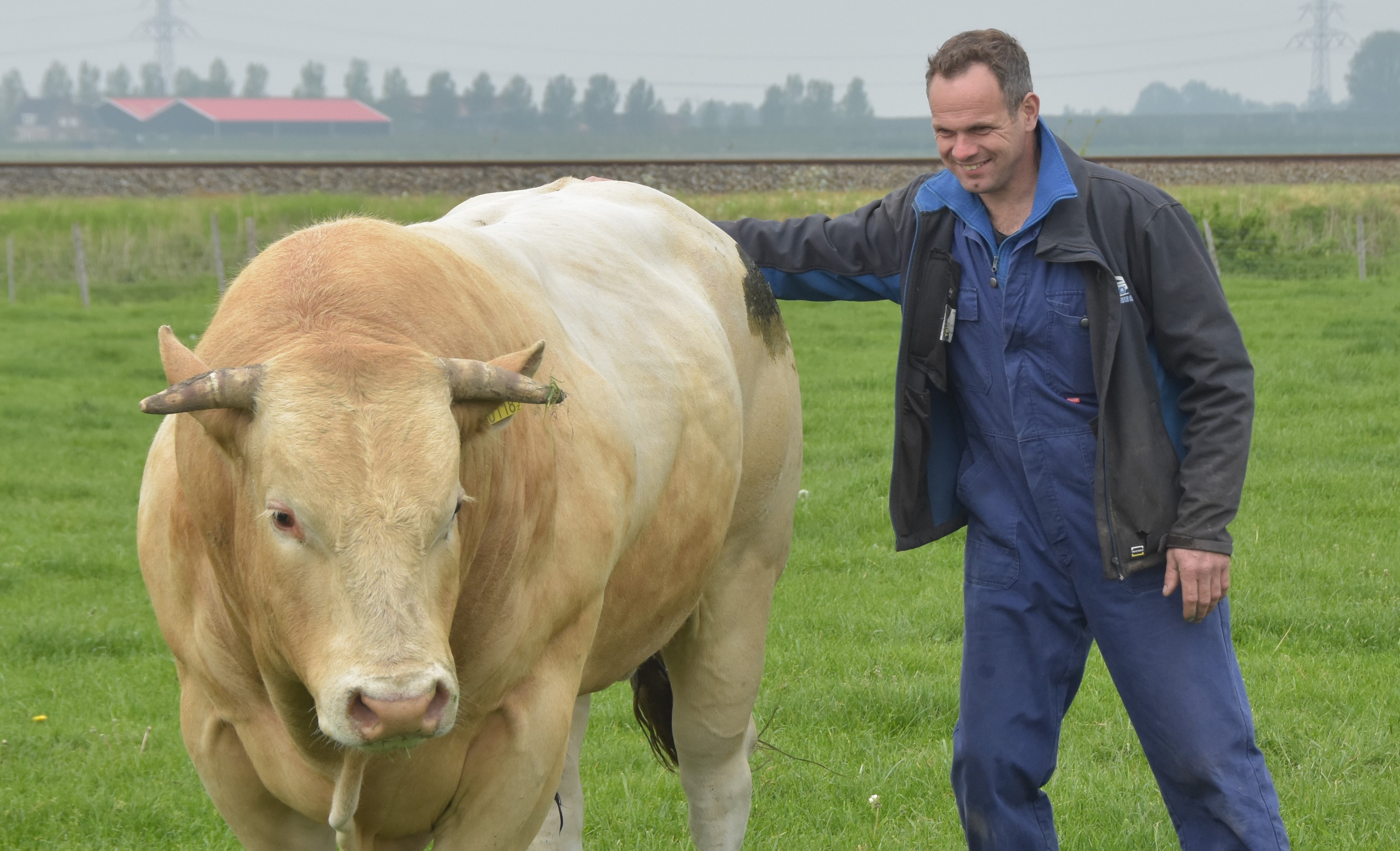 Investering in fokstieren maken het bedrijf bij familie de Bat