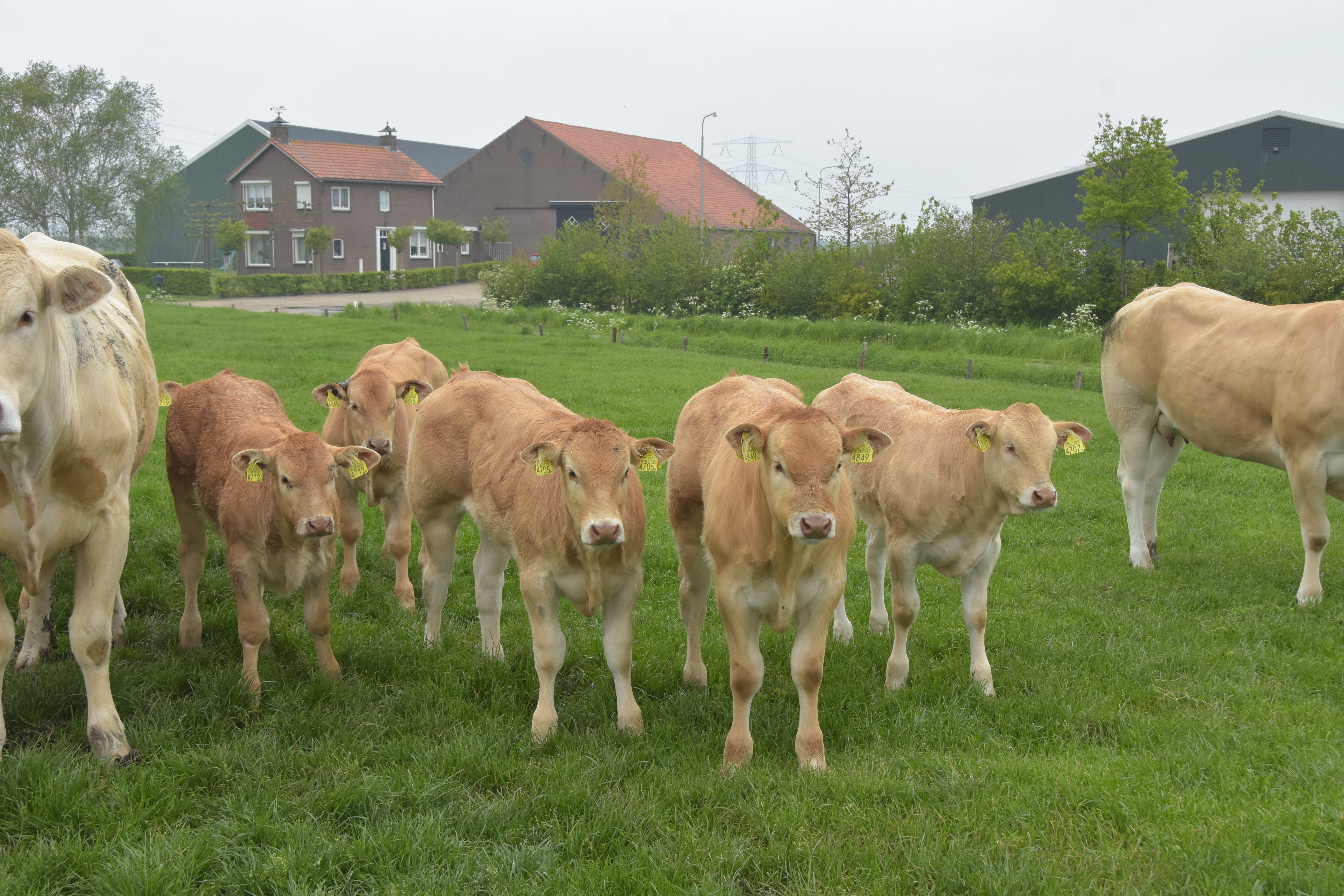 Bedrijfsverslag familie de Bat met extra foto's