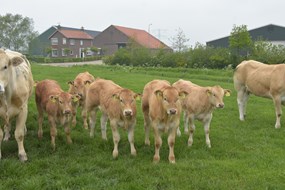 De Bat kalveren boerderij