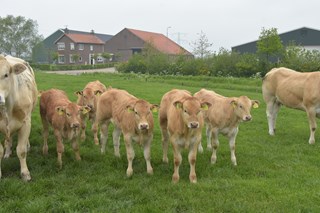 De Bat kalveren boerderij
