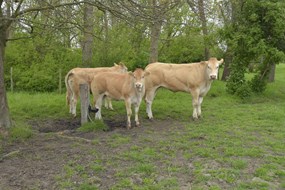 De Bat pinken in natuur