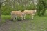 De Bat pinken in natuur