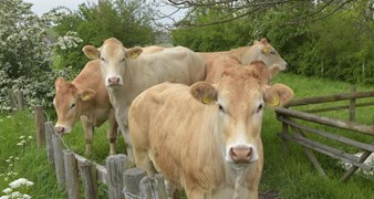 De Bat natuur