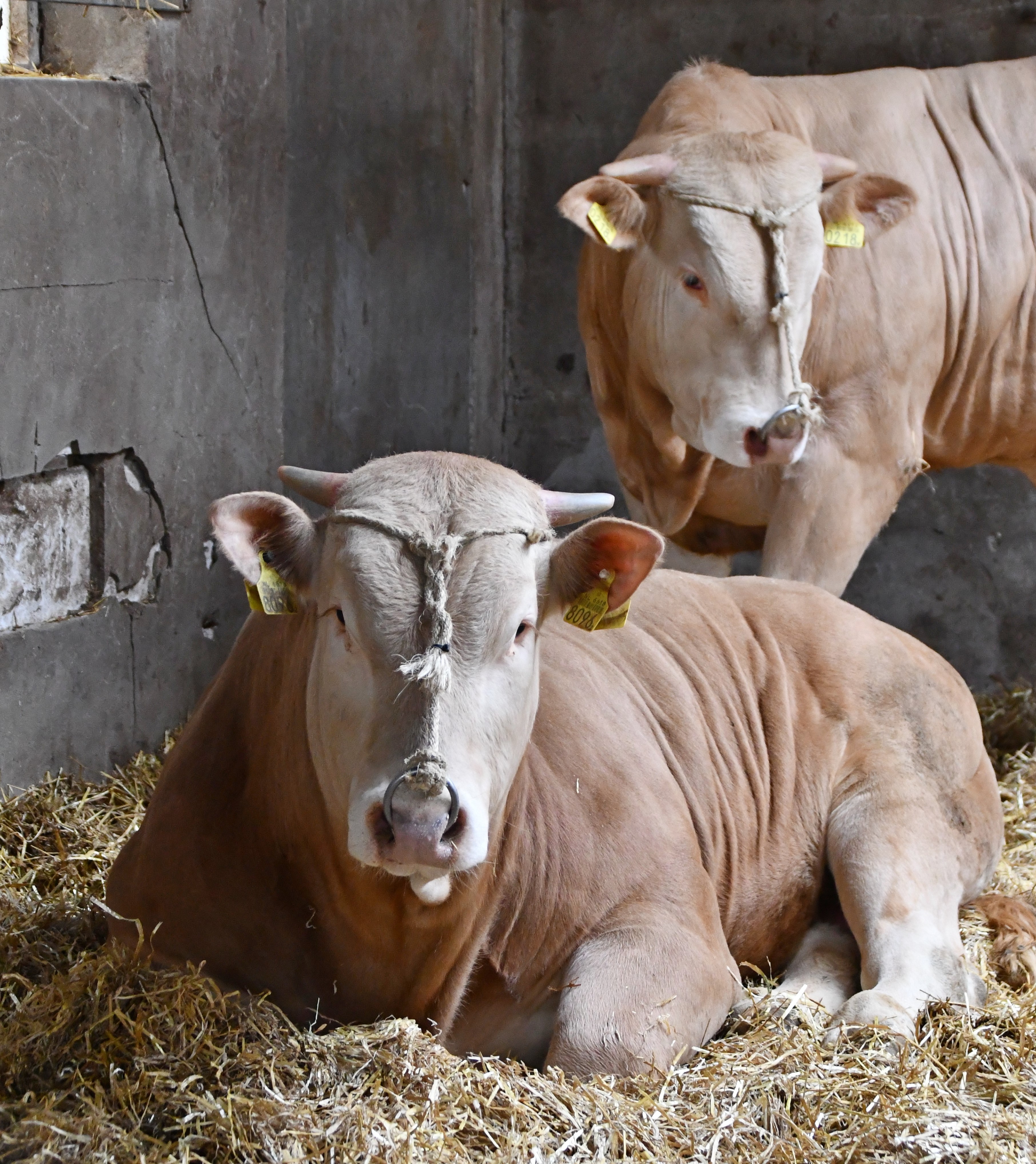 Aanmelden stiertjes voor centrale opfok COT