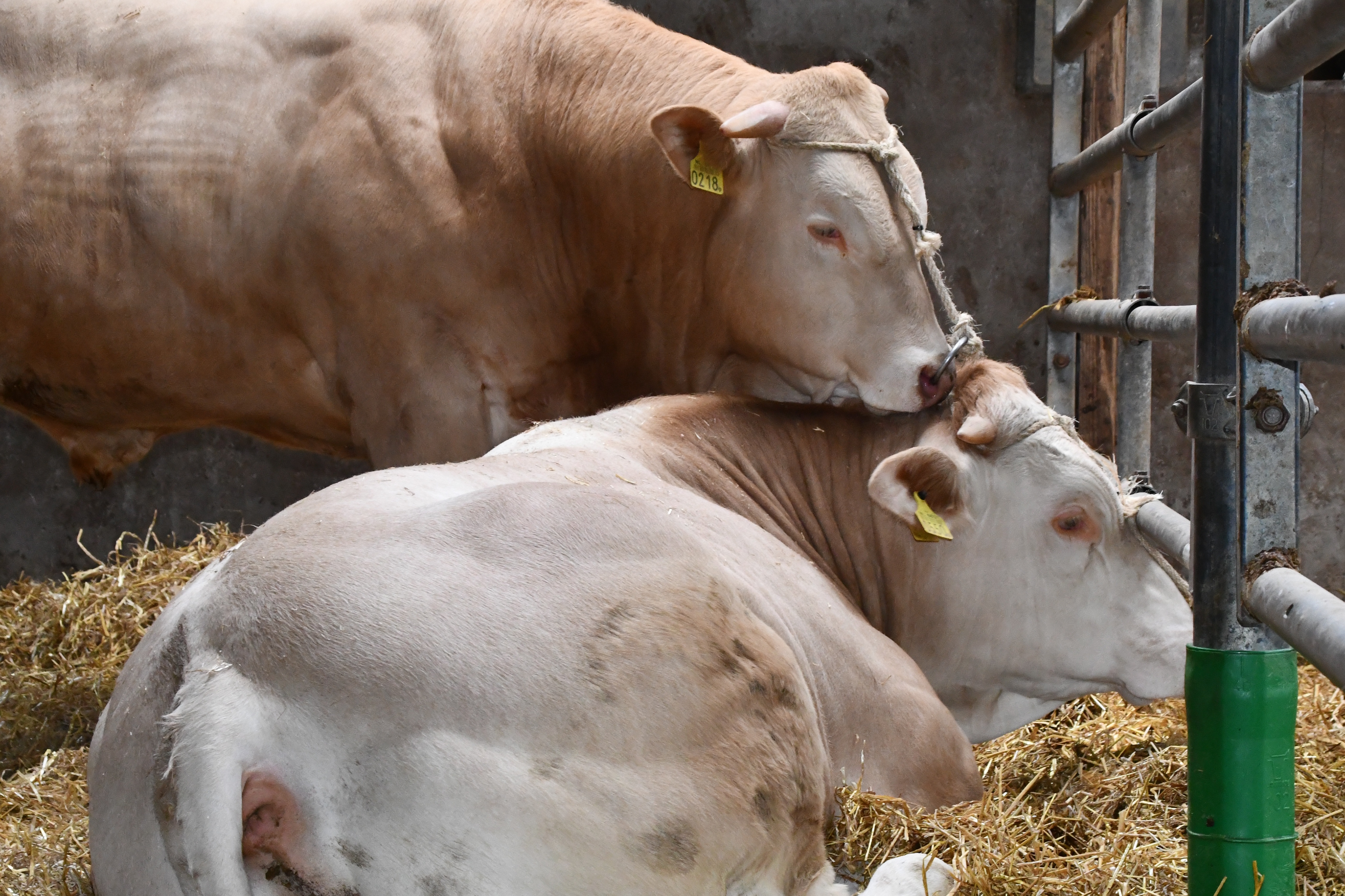 Stambomen toekomstige BAC-stieren