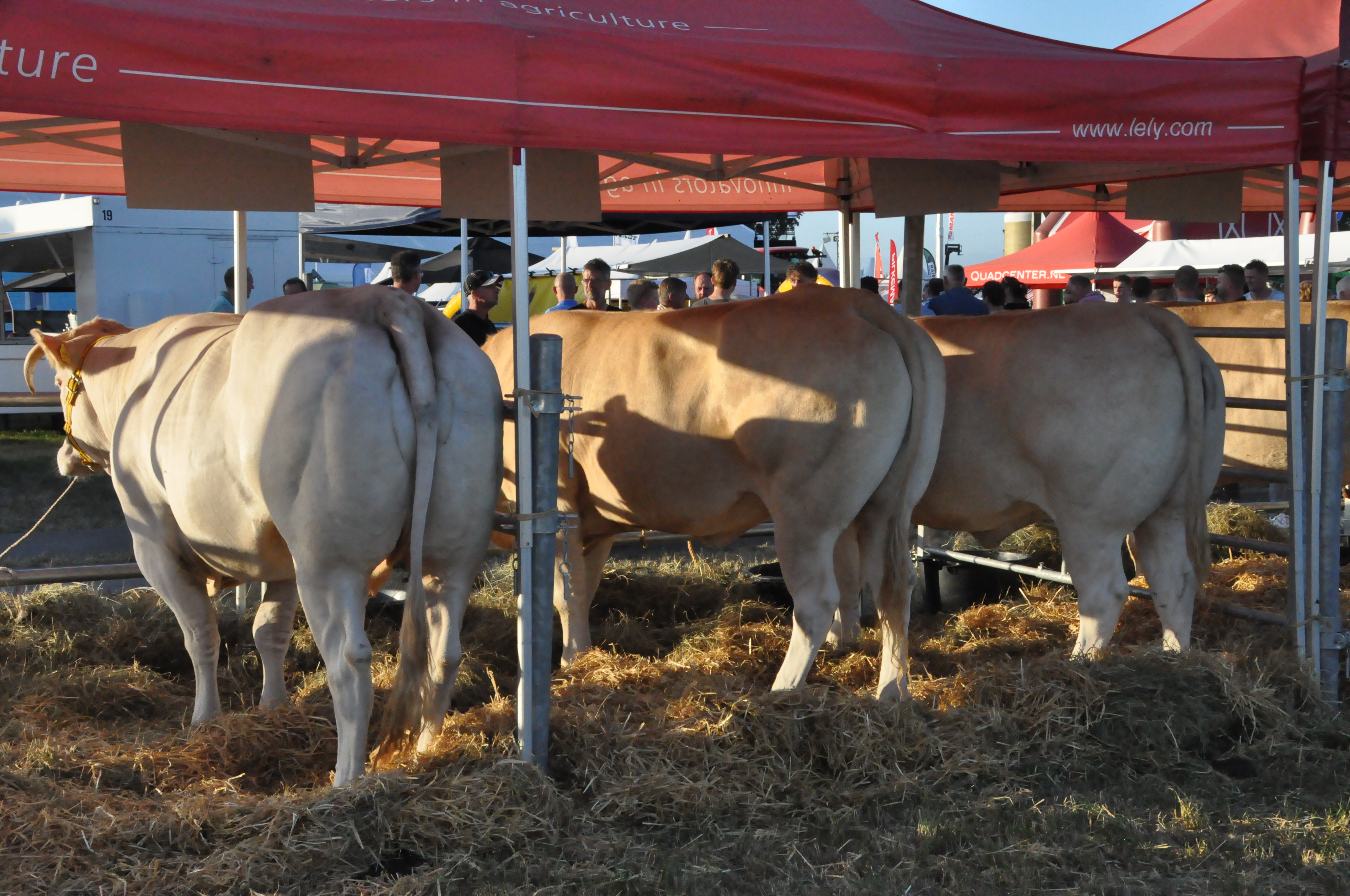 Stamboek op de Landbouwvakdagen in Enter