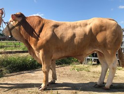 Enter Mister Toekomst Royal