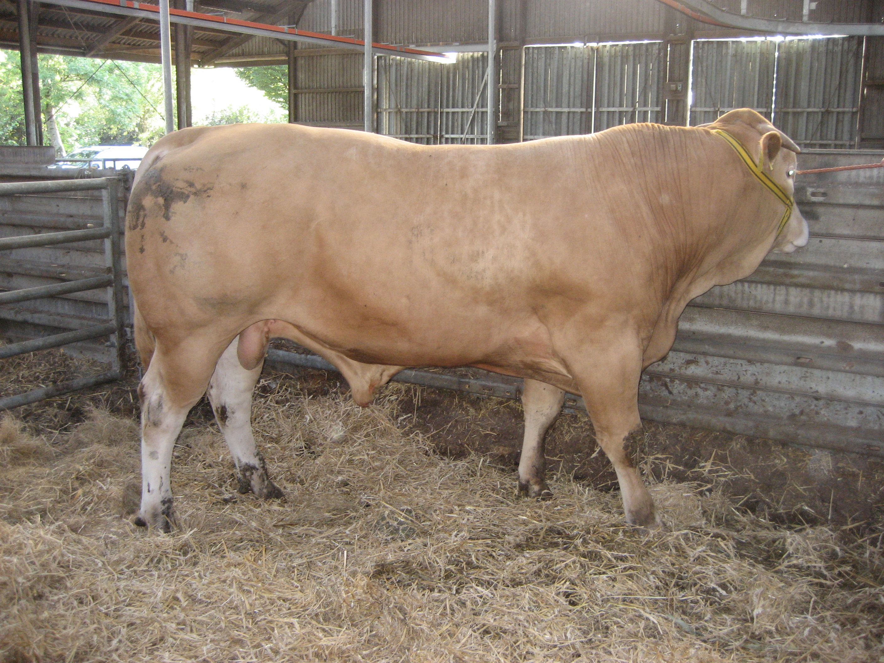 Blonde d' Aquitaine BAC-stieren breken door