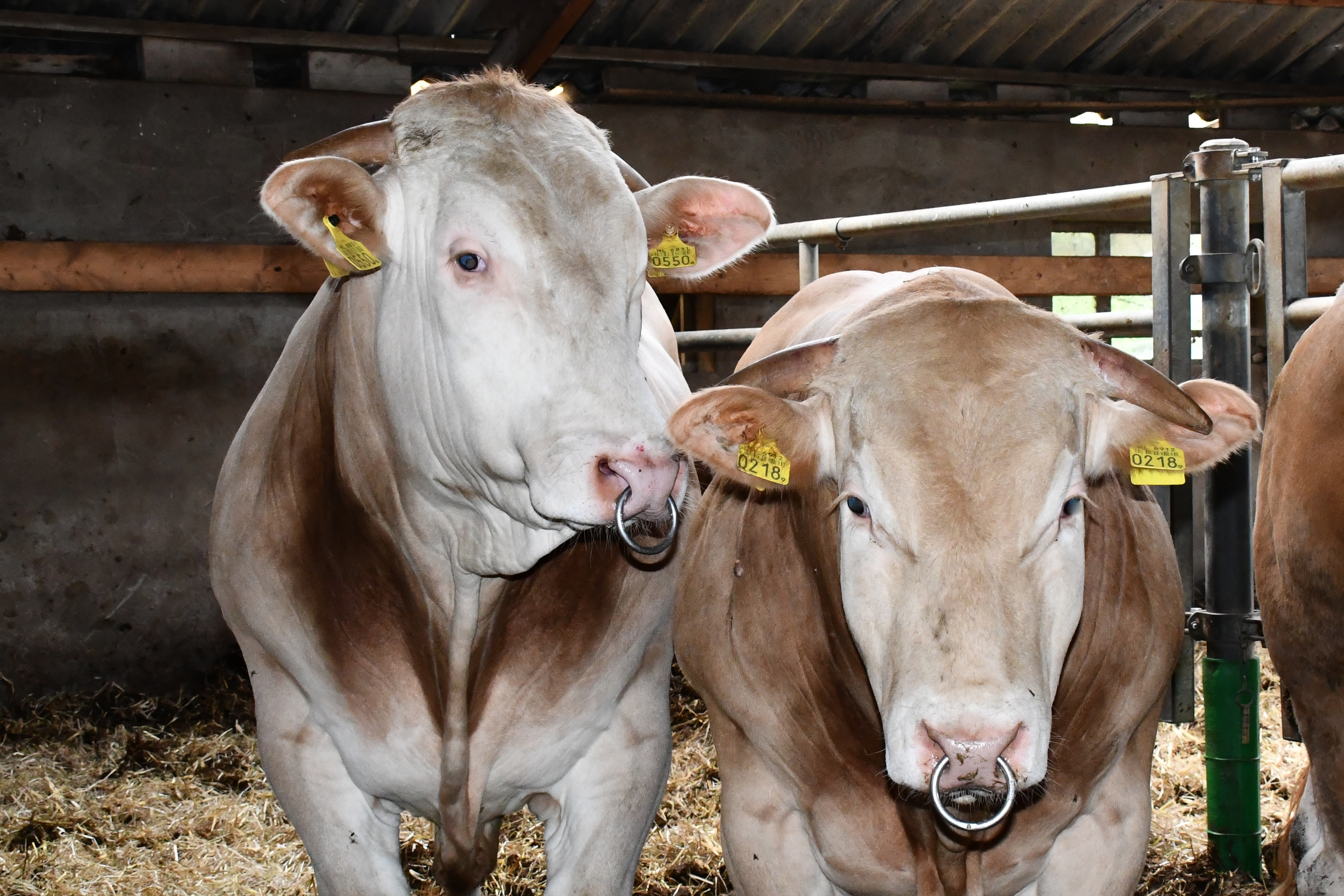 Kijkdag veilingstieren op zaterdag 18 september