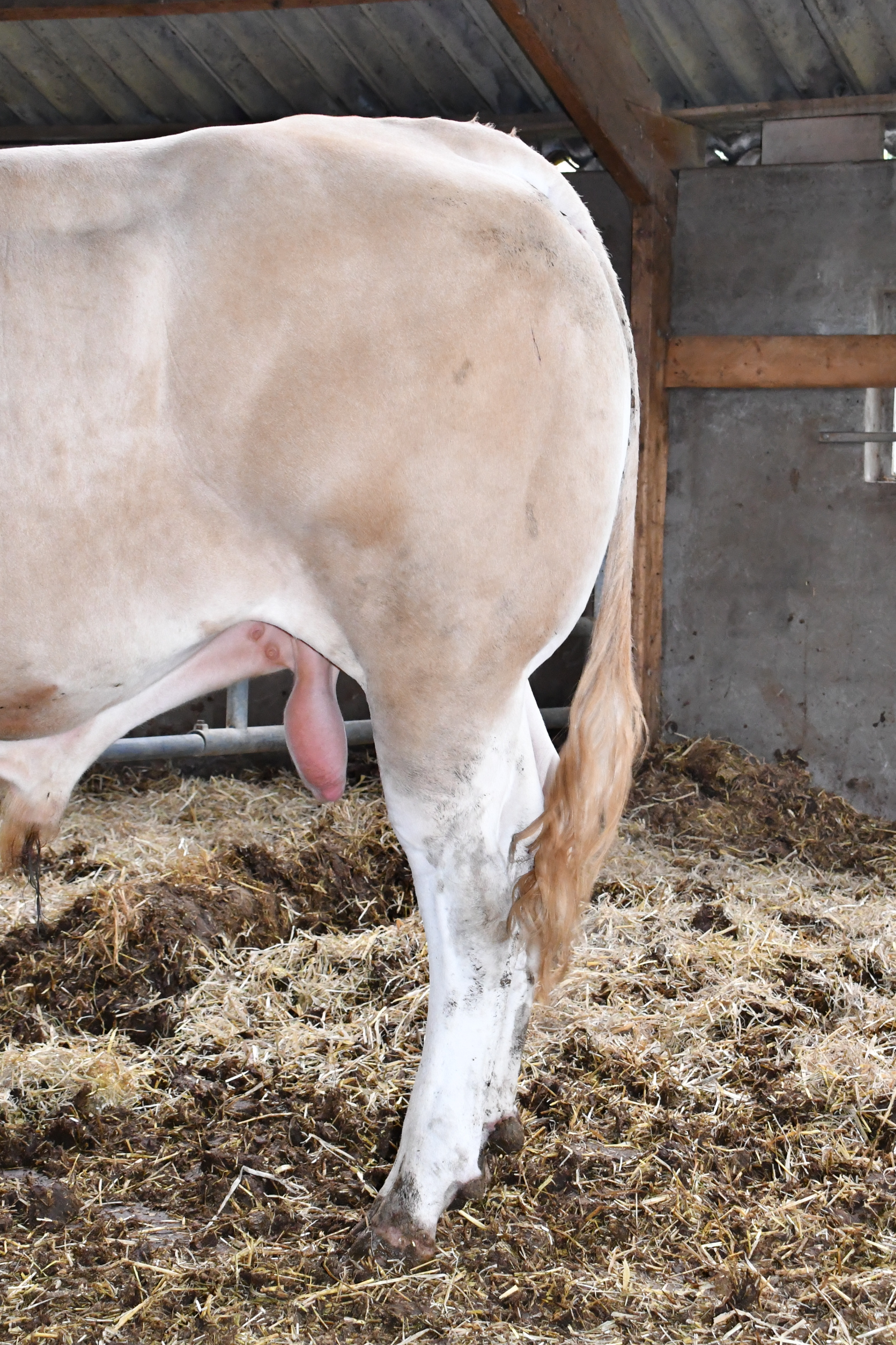 Gevarieerde groep BAC stieren ingeschreven