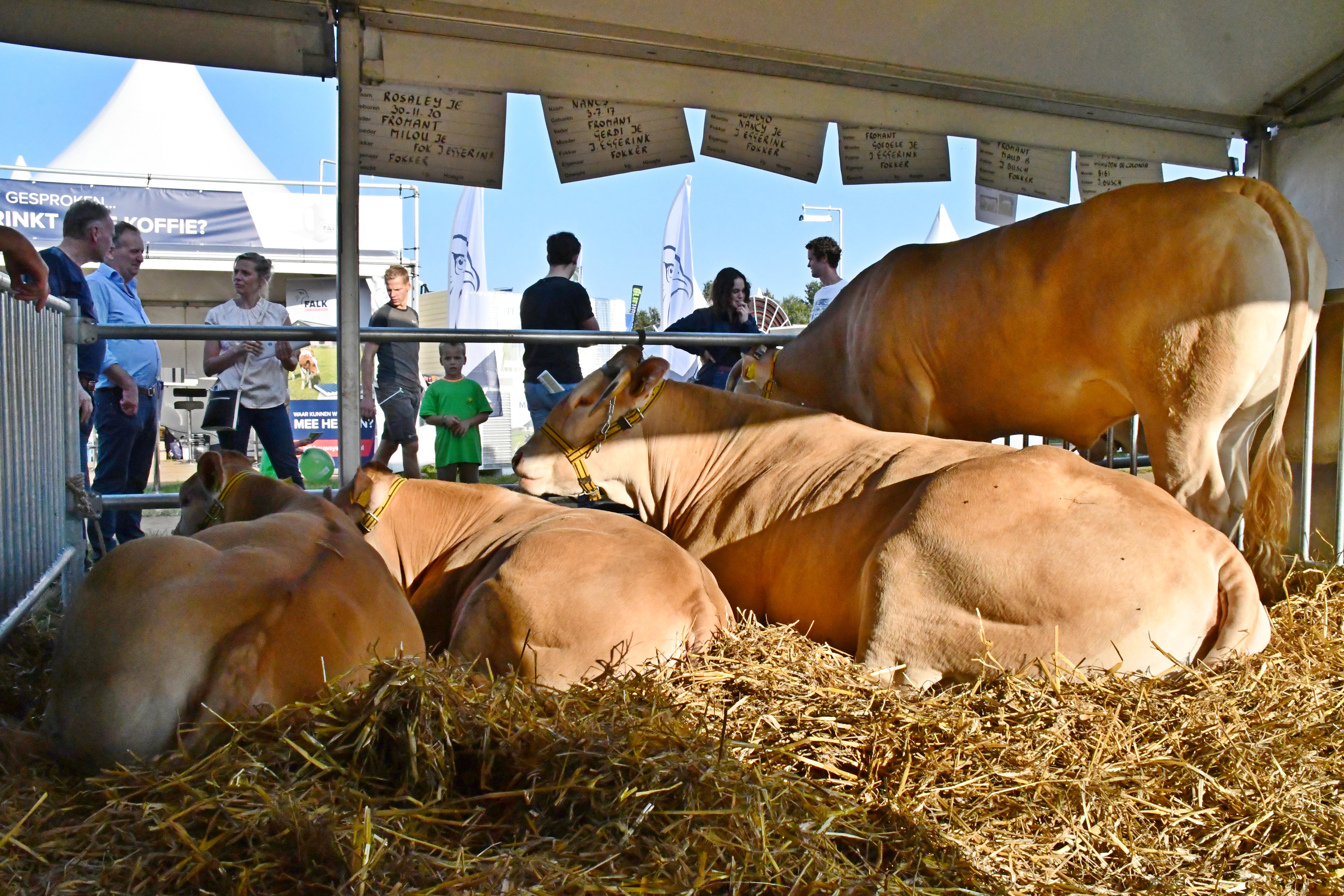 Blondes trekken de aandacht op de Landbouwvakdagen in Enter