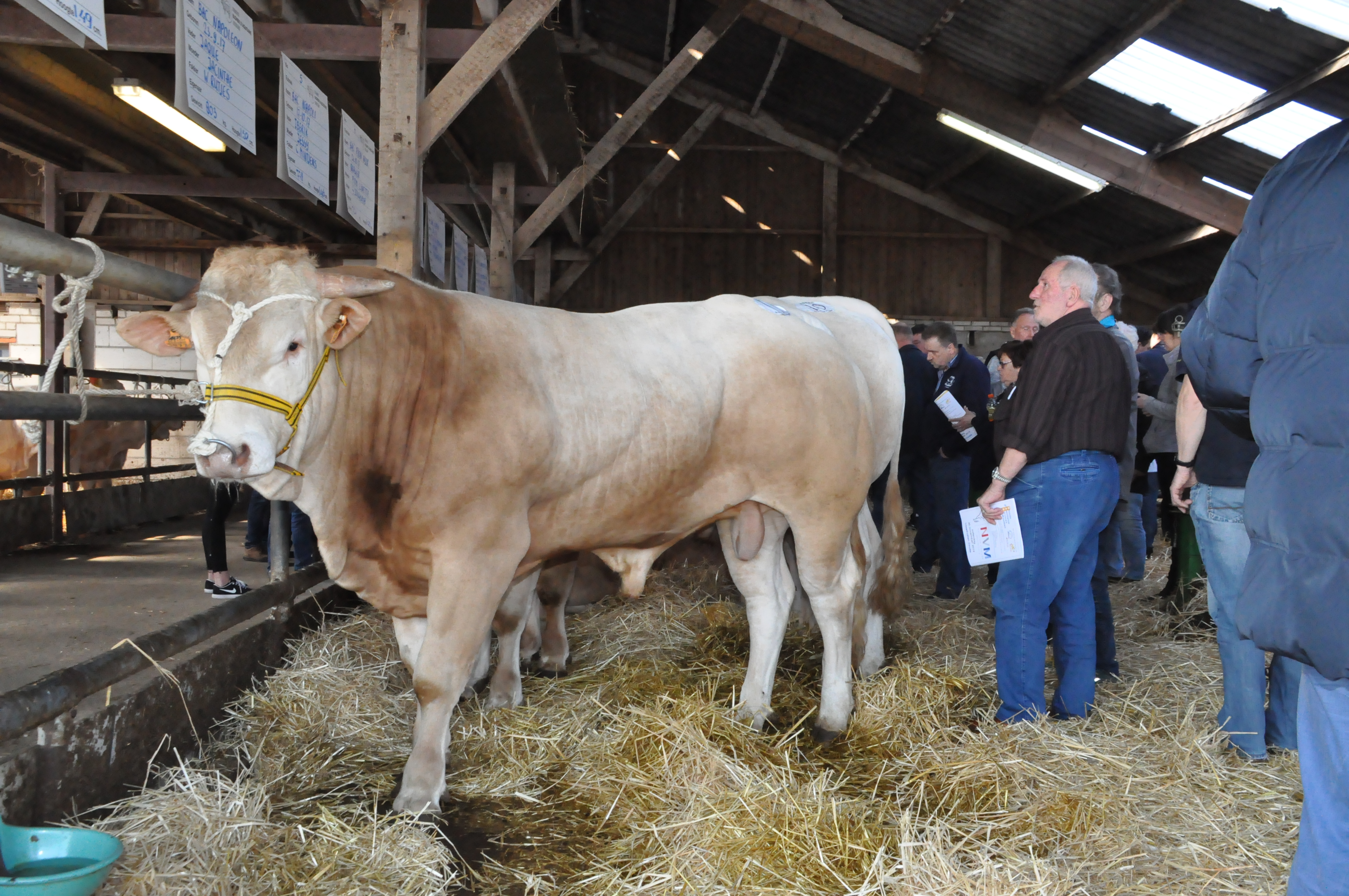 Standfoto's van de BAC-veilingstieren