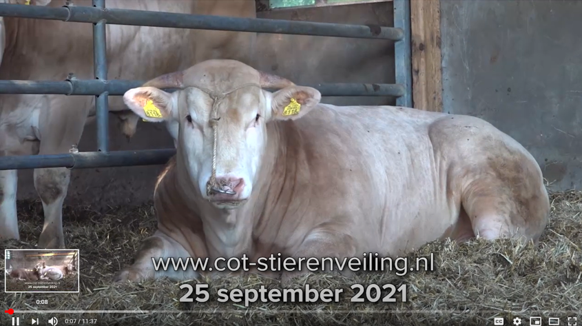 Video BAC-veilingstieren