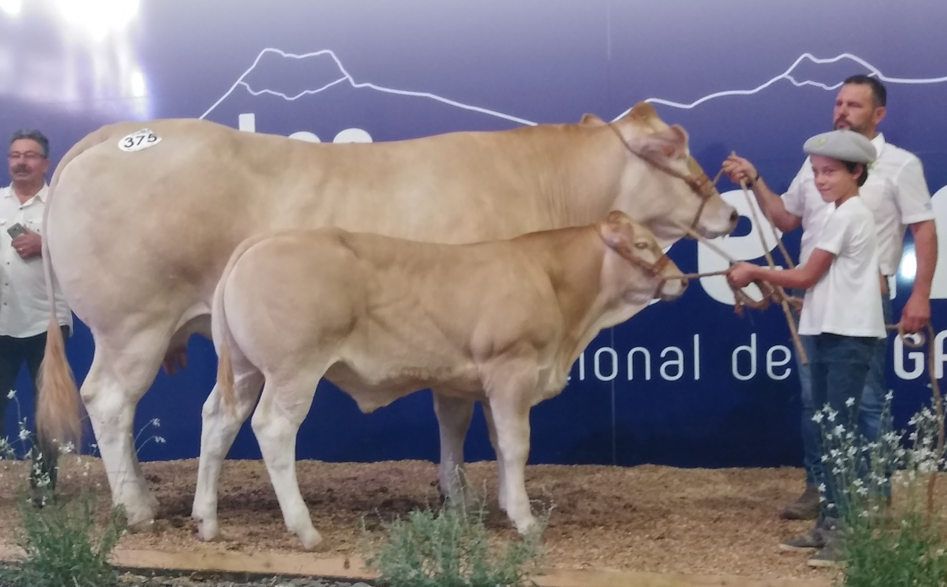 Niliizzy Champion Suprême in St Gaudens