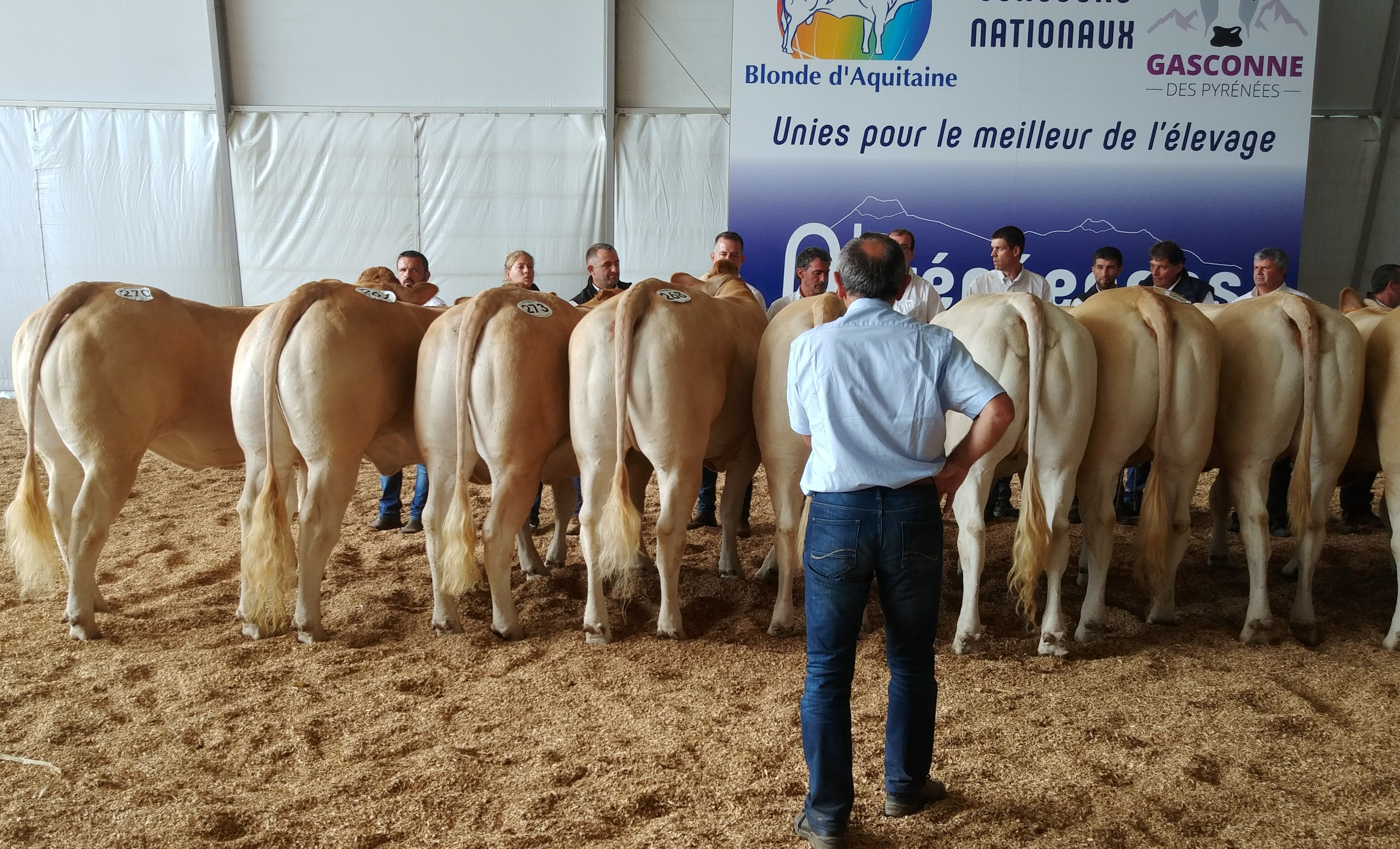 Uitslagen keuring St Gaudens