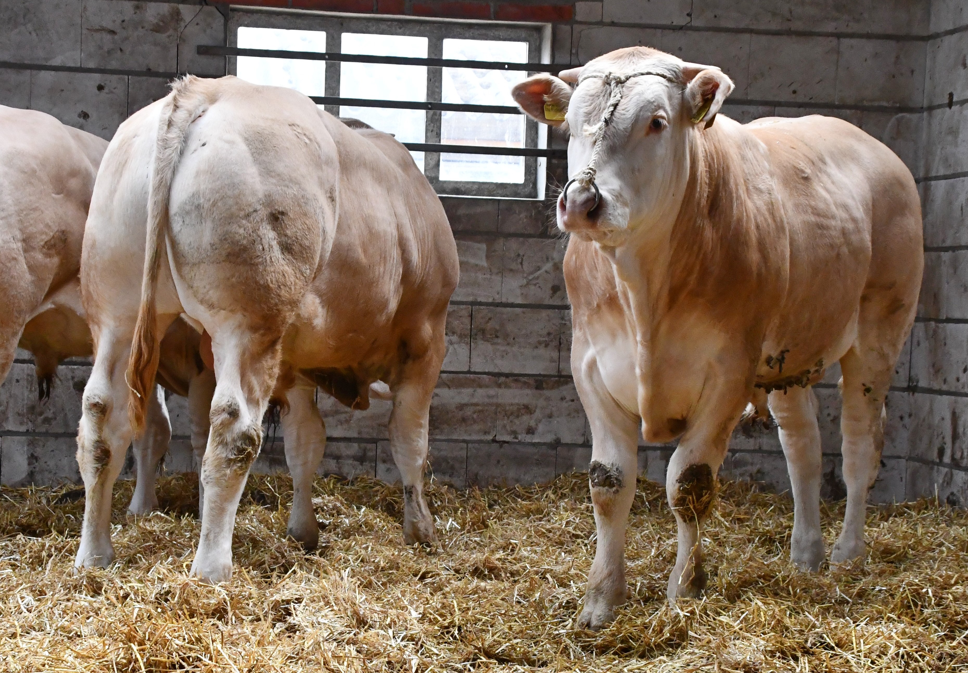 Stambomen BAC-veilingstieren met foto's