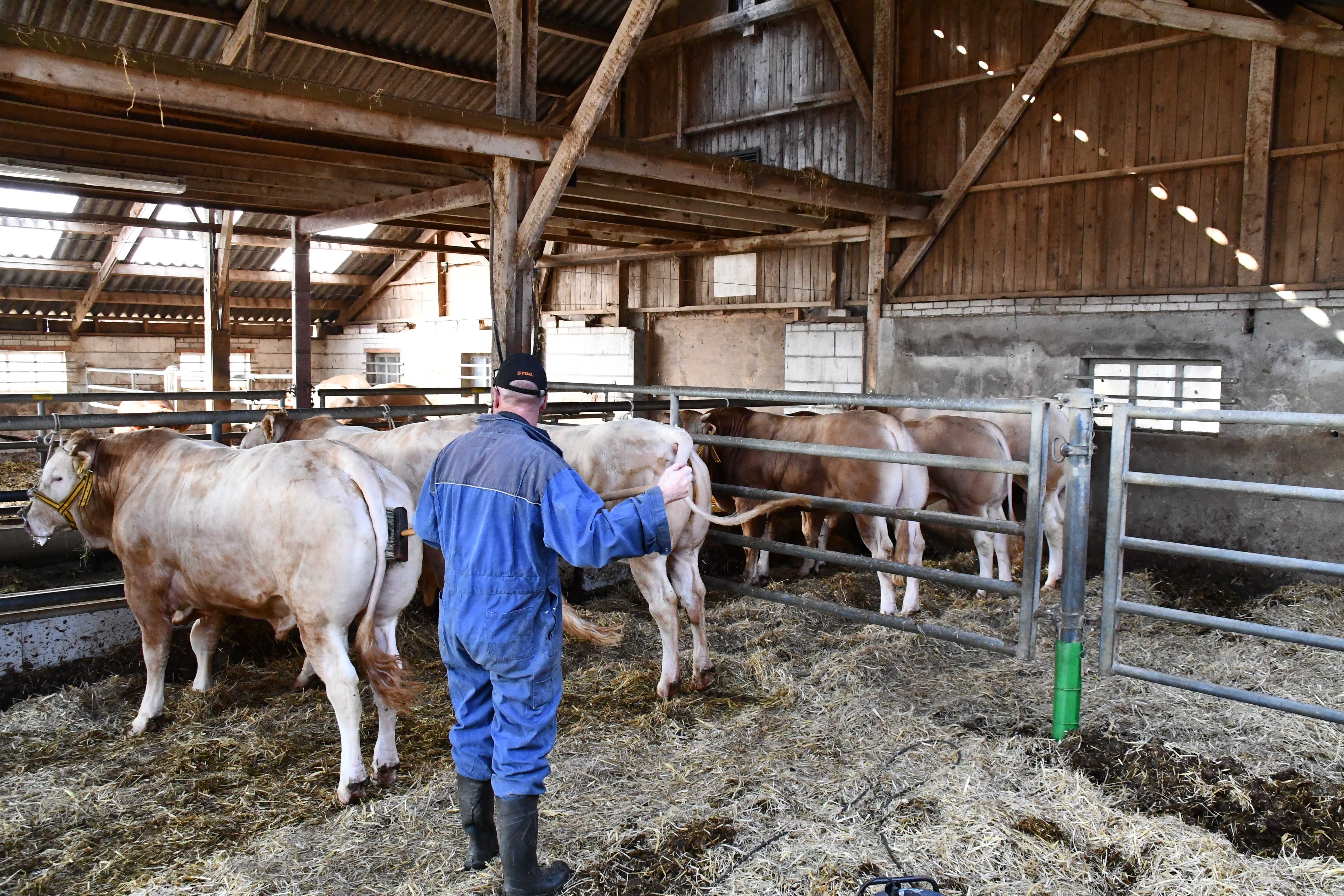 Vandaag uw toekomstige BAC-fokstier in de veiling