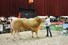 Jannes Kip met BAC Jade