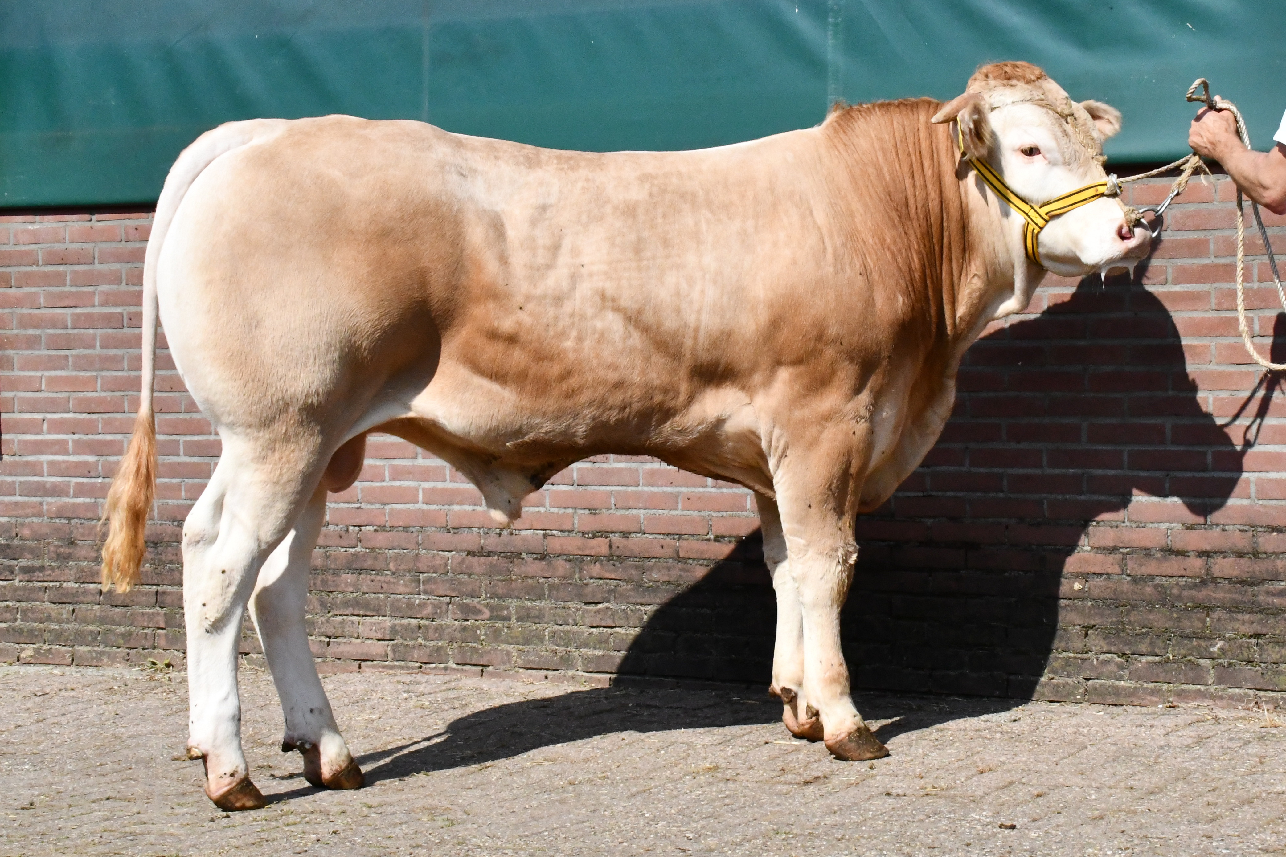 BAC Roland veilingtopper bij de Blondes