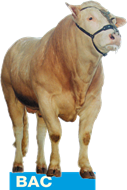 BAC-stier