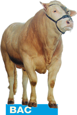 BAC-stier