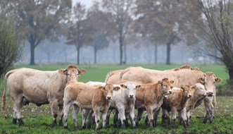 aantal dieren Waterschoot