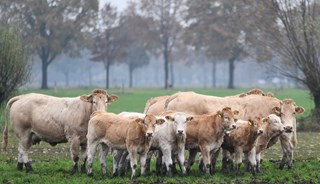 aantal dieren Waterschoot