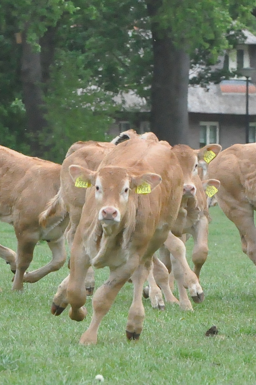 Namen van de kalveren in 2022