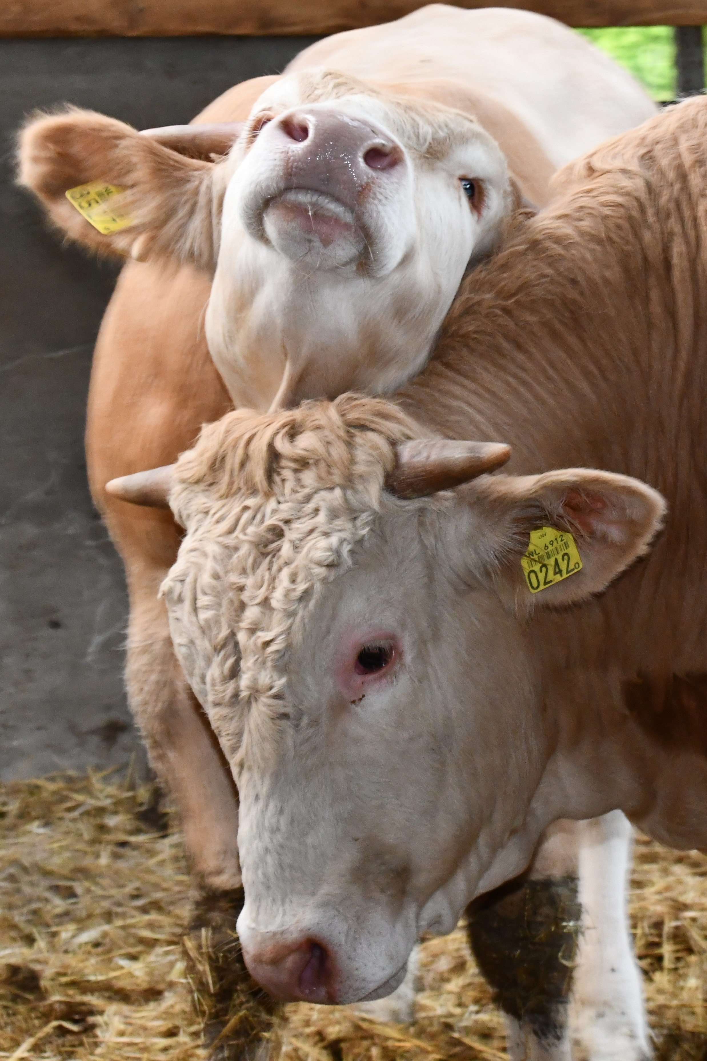 Stambomen stieren COT 