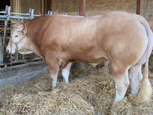 Definitieve aanwijzing voor SIA Parijs