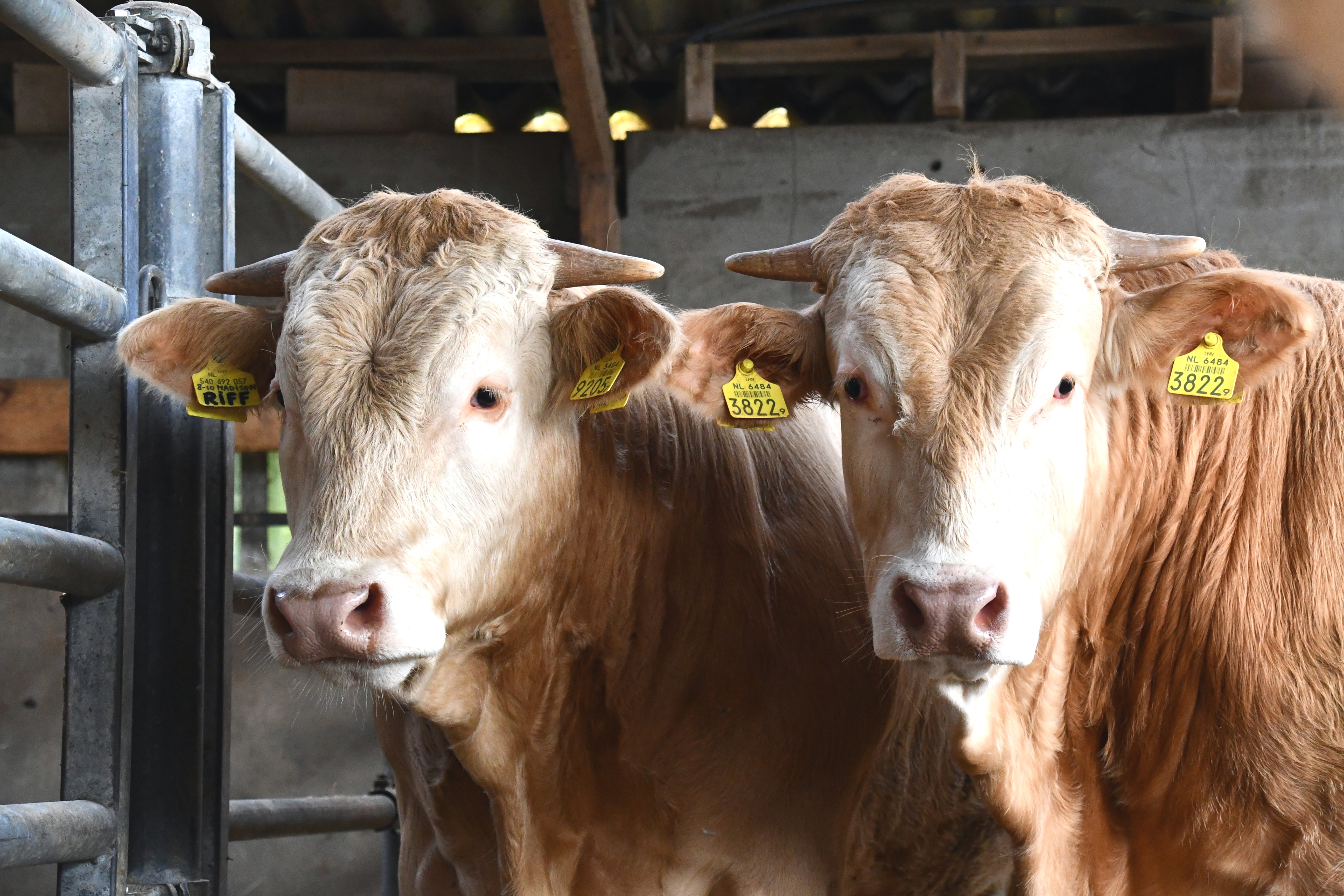 Opgave centrale opfok COT