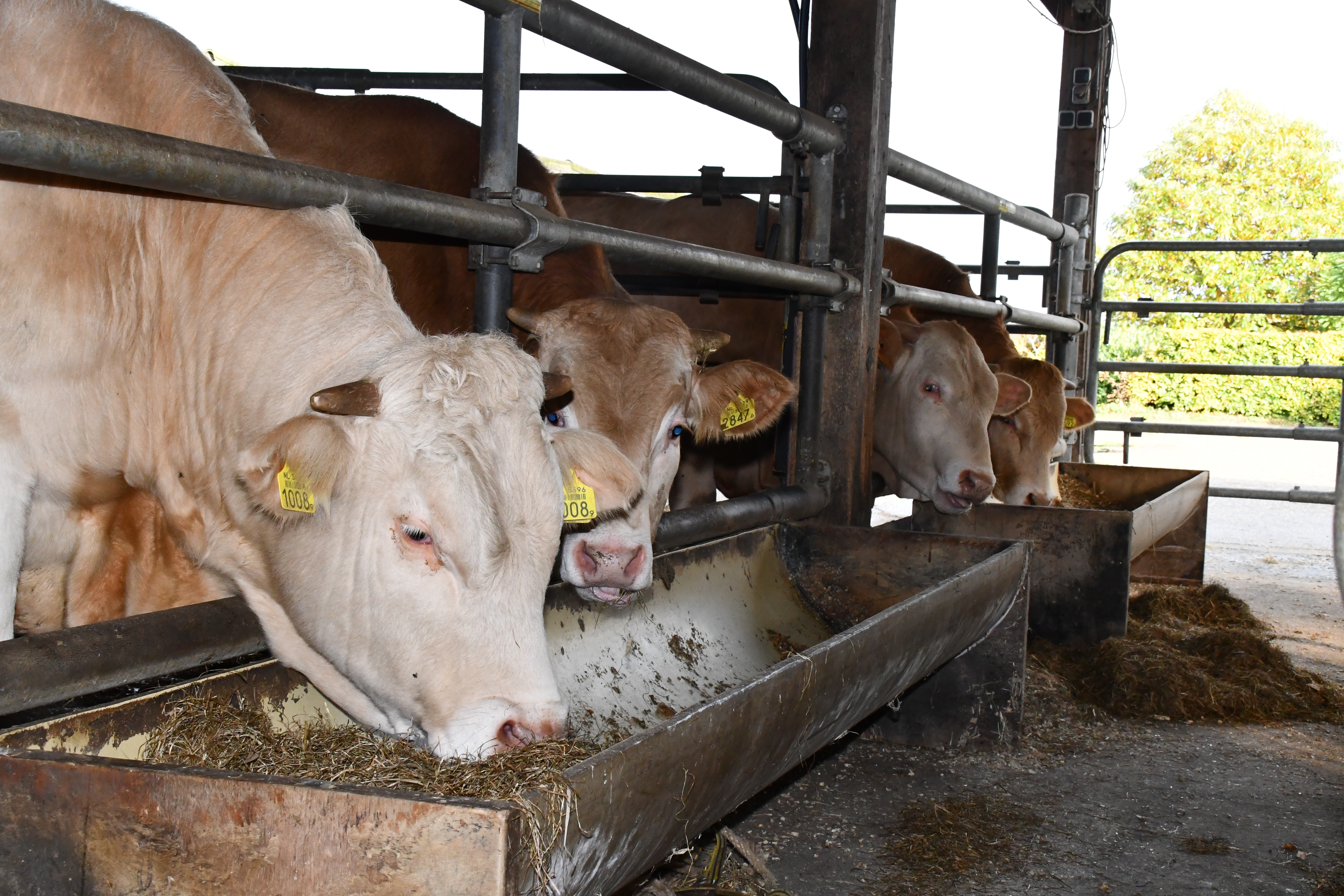 Veilingcollectie nader bekeken