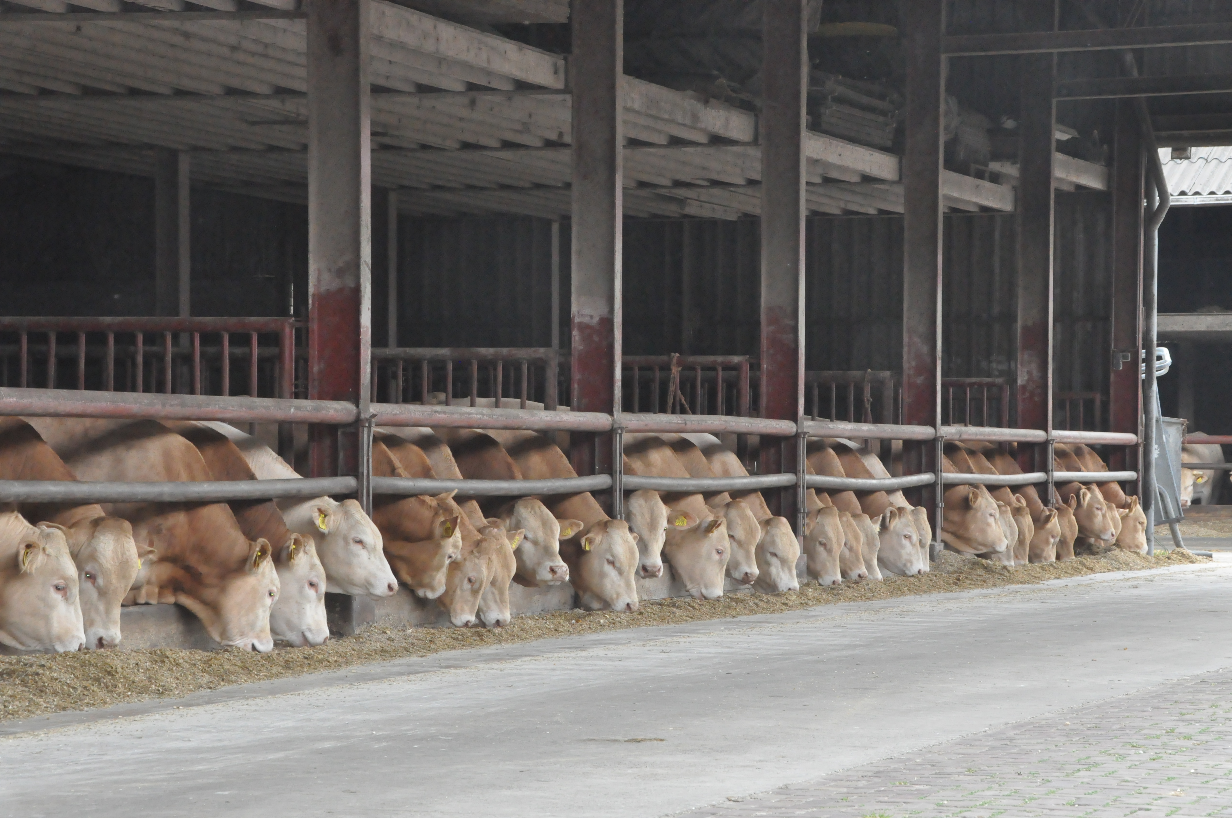 Jubileumfeest op Blondebedrijf in Raalte